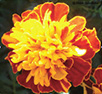 Flower 1