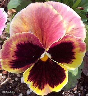 Flower 2