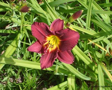 Flower 3