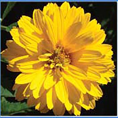 Flower 4